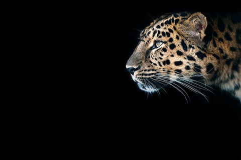 A leopard in profile against black.